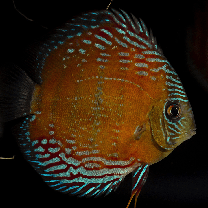 Semi Royal Cuipeua 6