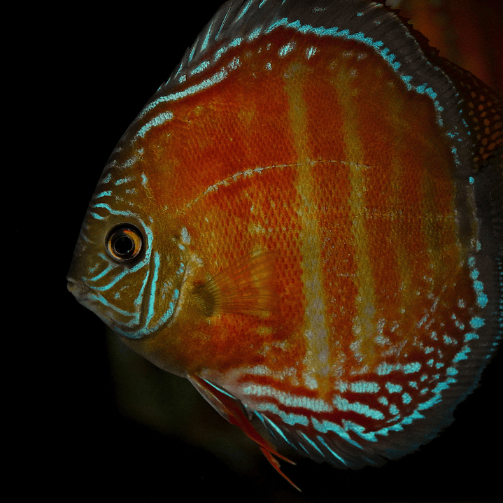 Red Solid Óbidos 10