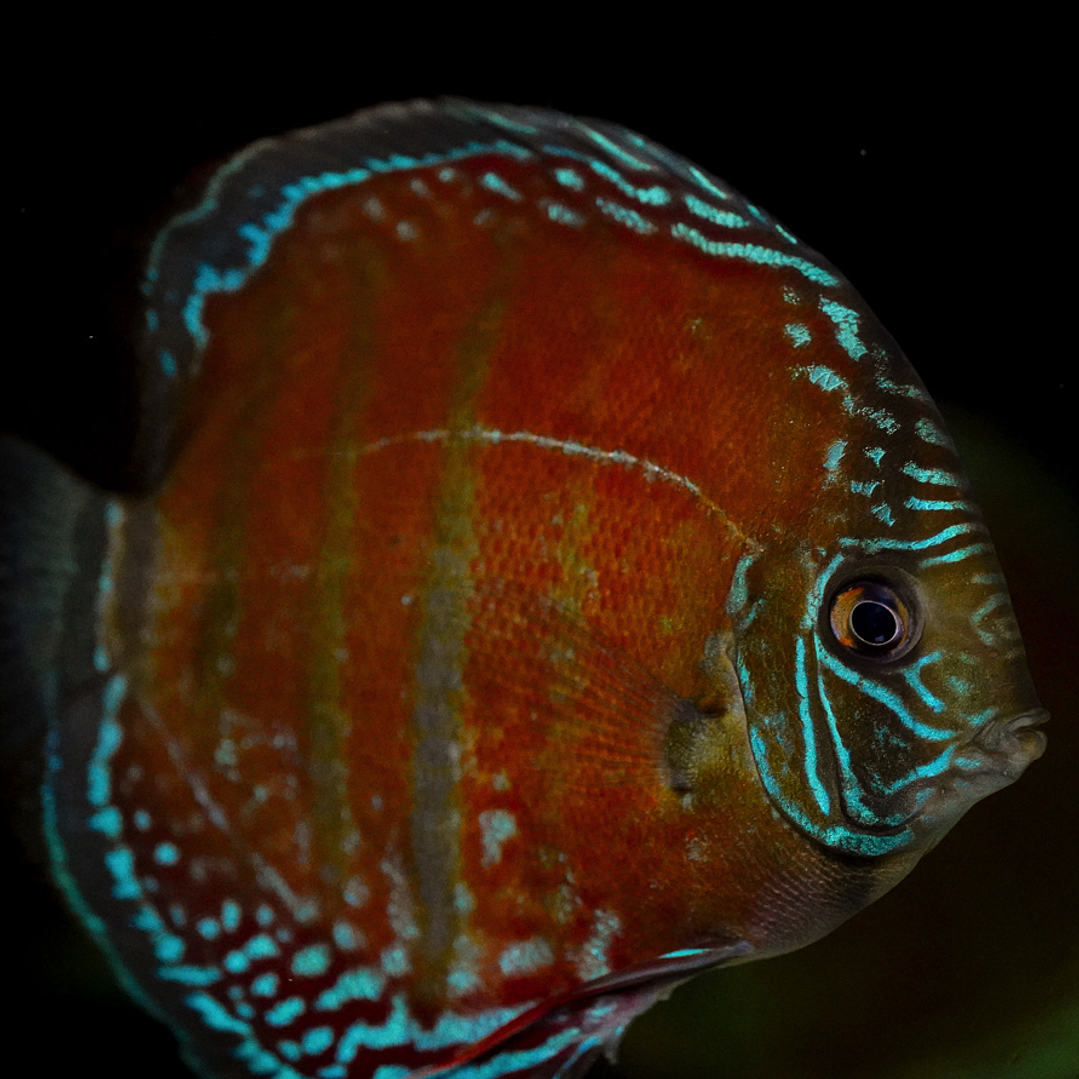 Red Solid Óbidos 11