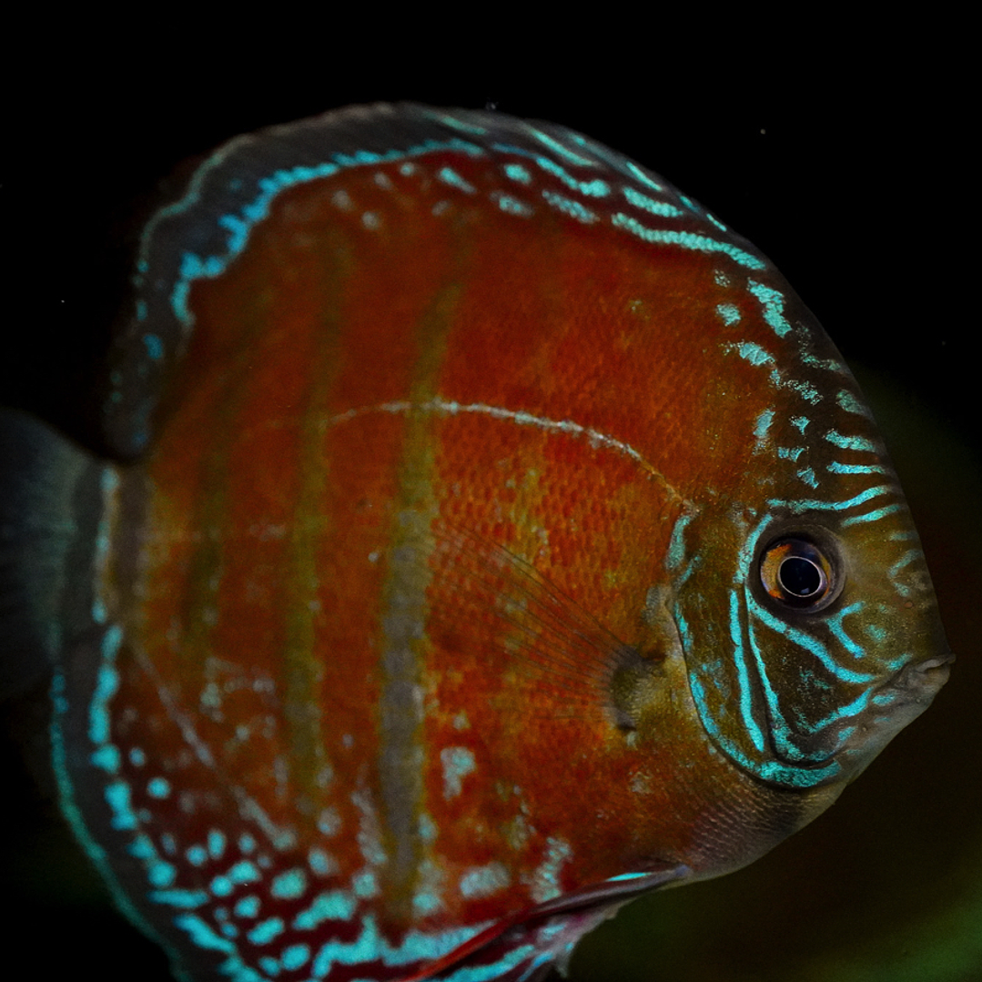 Red Solid Óbidos 14