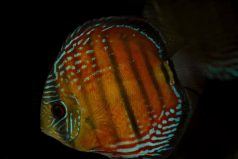 Barra Mansa Red Solid