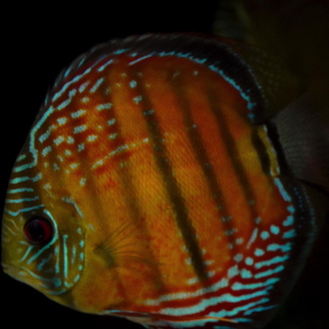 Barra Mansa Red Solid 1