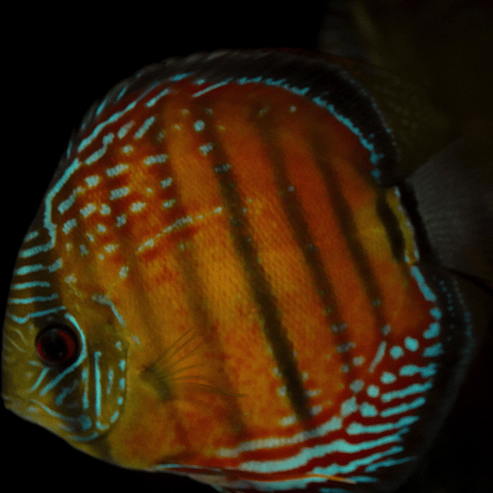 Barra Mansa Red Solid 1