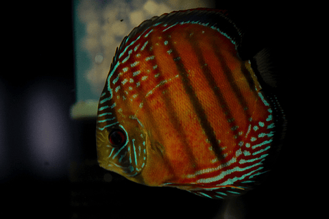 Barra Mansa Red Solid