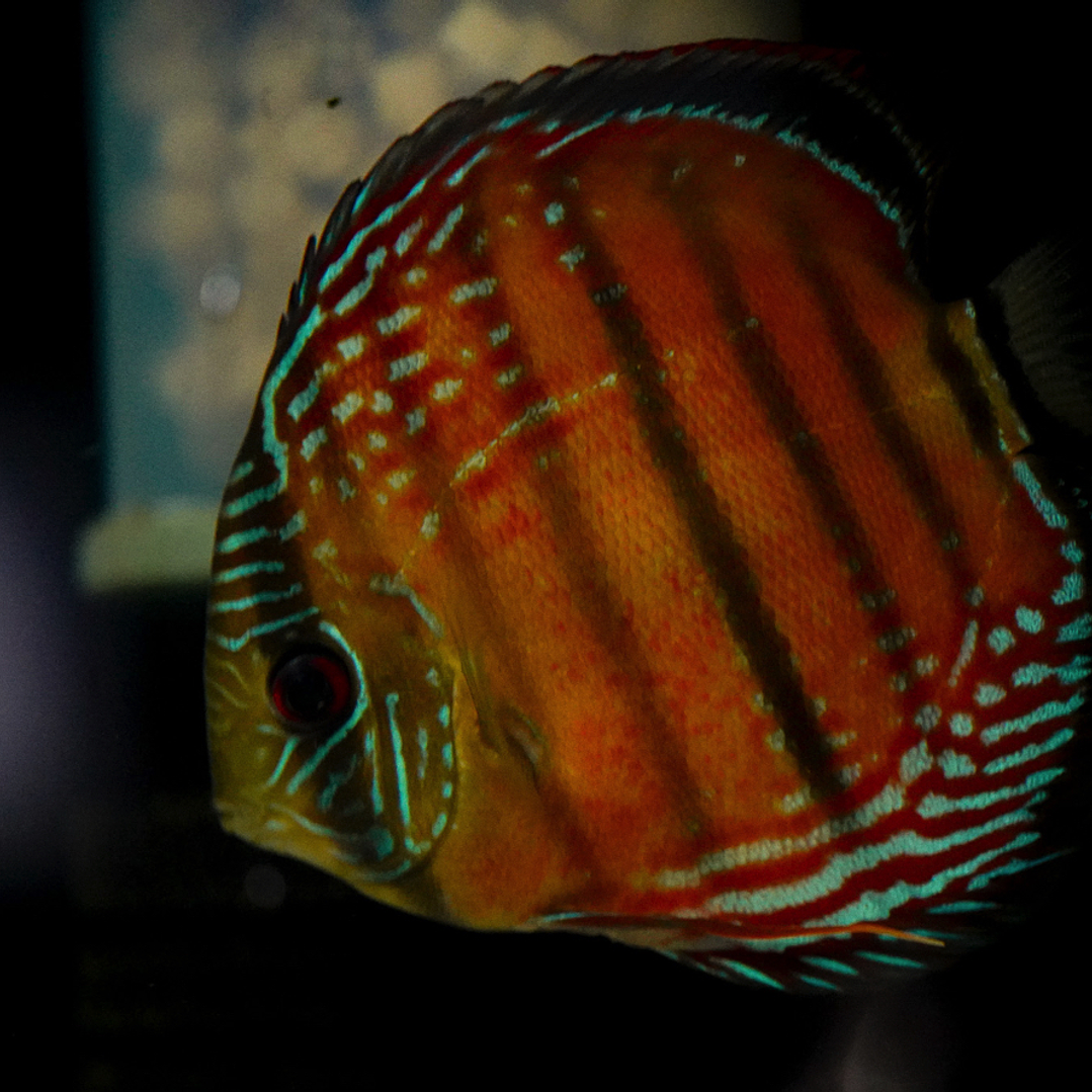 Barra Mansa Red Solid 2