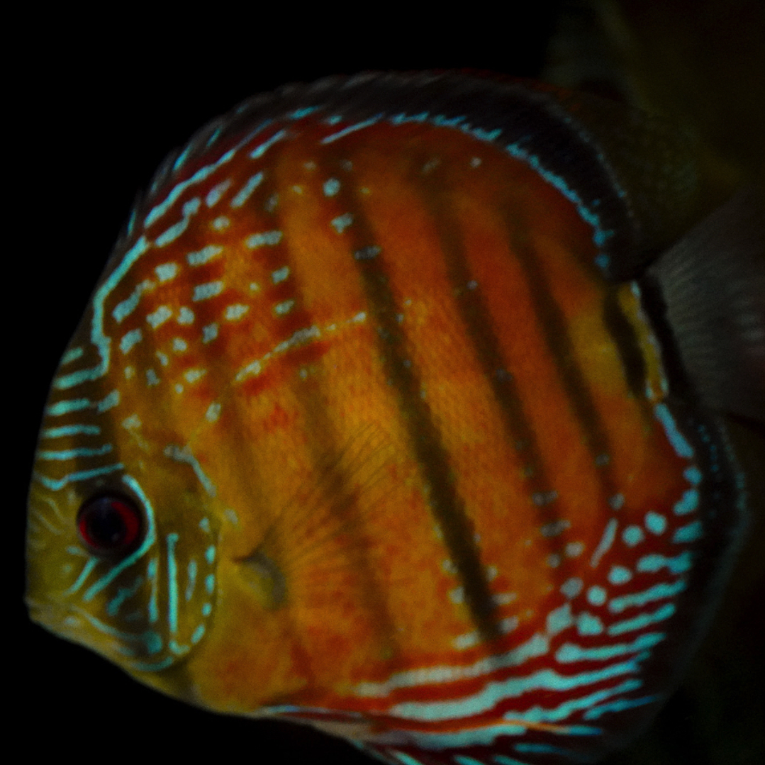 Barra Mansa Red Solid 3