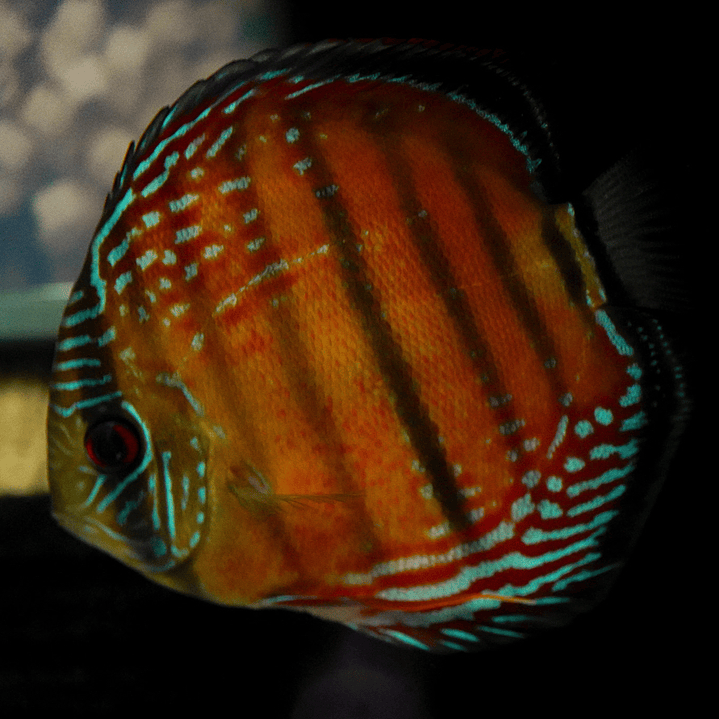 Barra Mansa Red Solid 4