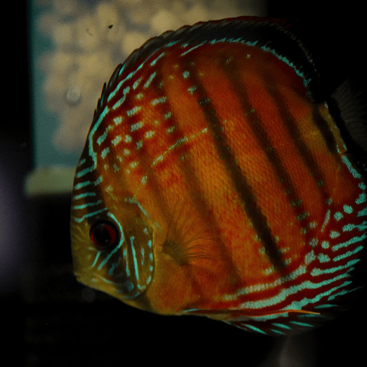 Barra Mansa Red Solid 5