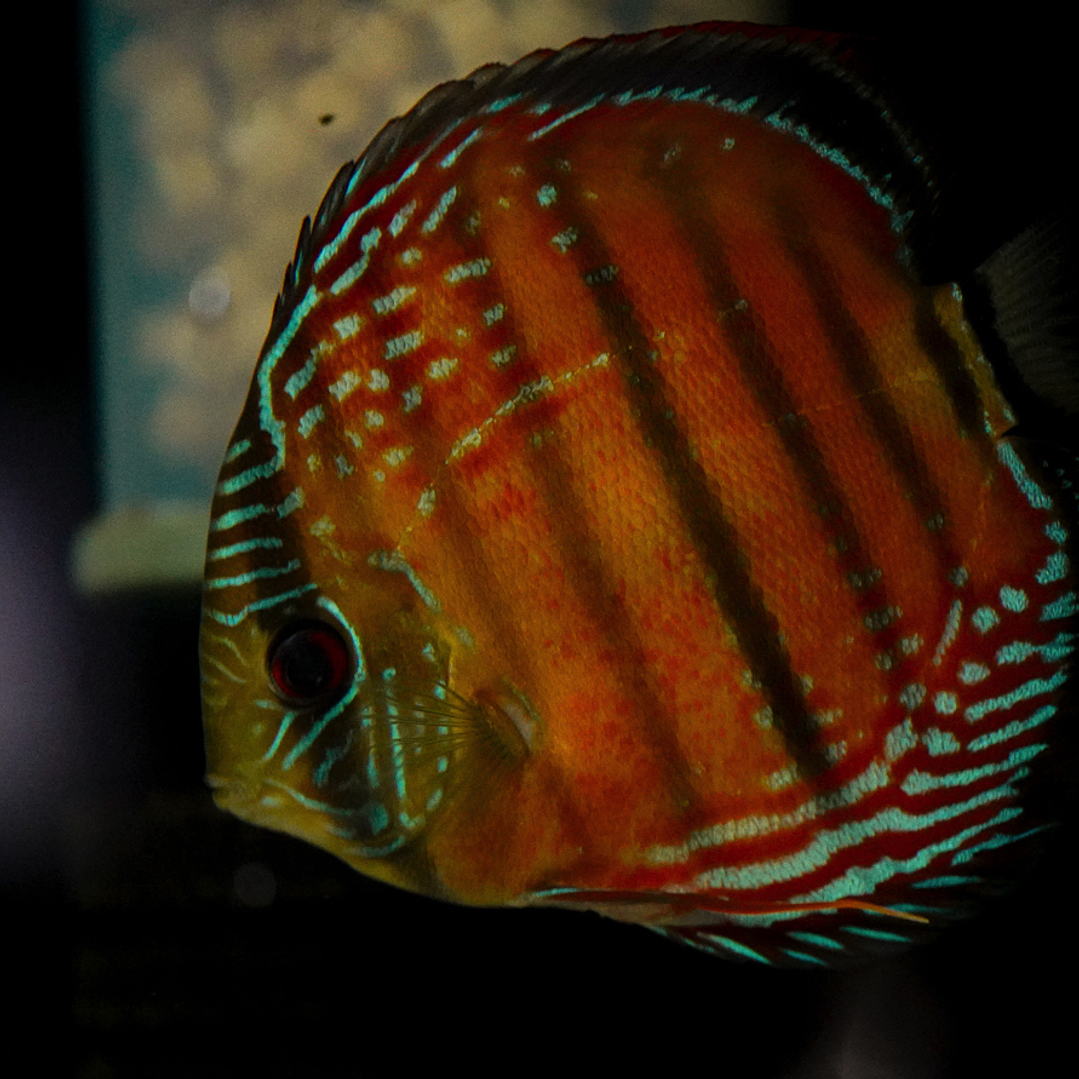 Barra Mansa Red Solid 6