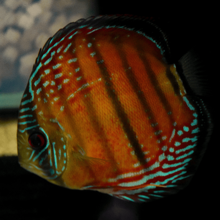 Barra Mansa Red Solid 7