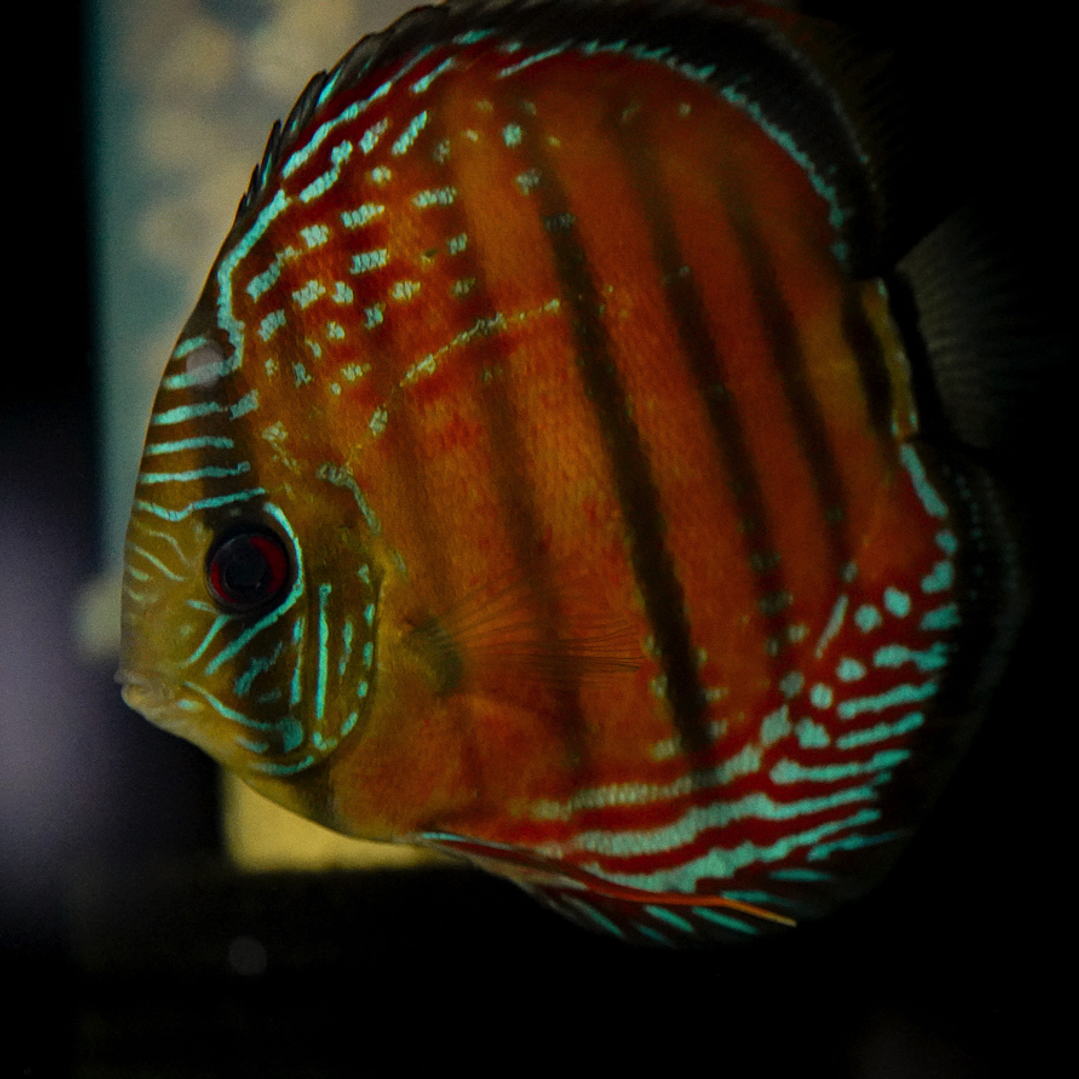 Barra Mansa Red Solid 8