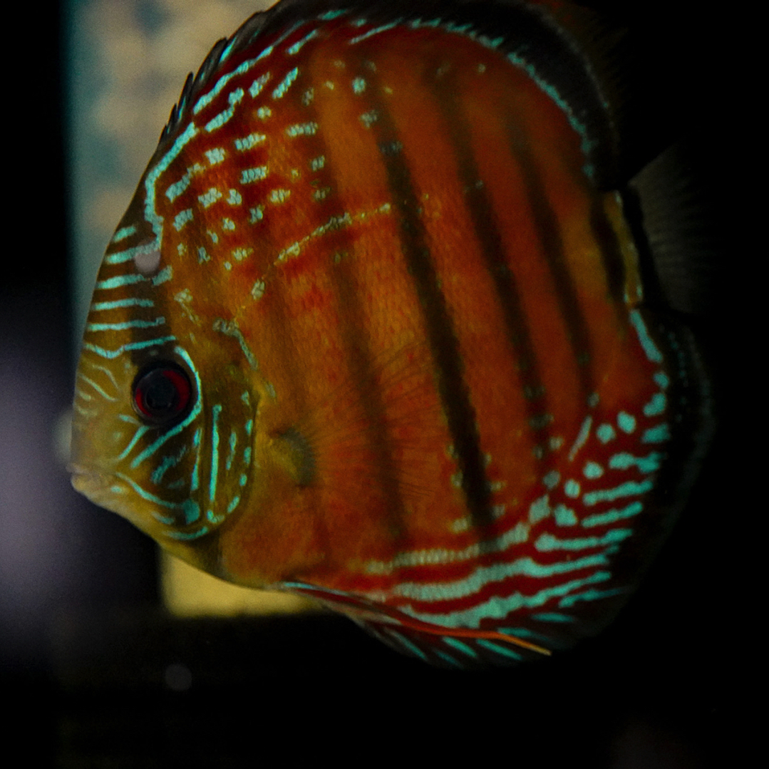 Barra Mansa Red Solid 9