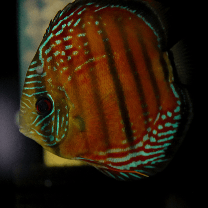 Barra Mansa Red Solid 9