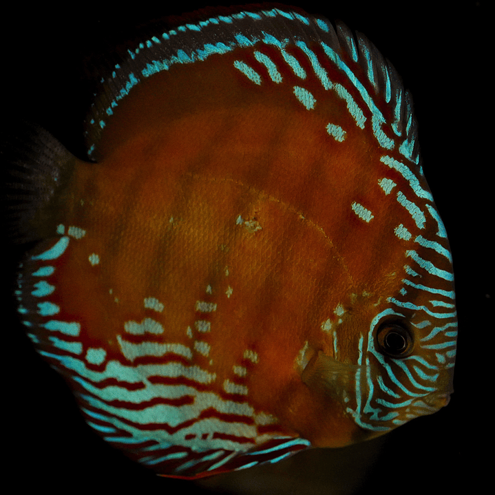 Cuipeua Semi Royal 9