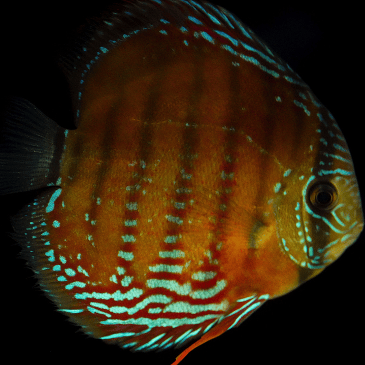 Barra Mansa Semi Royal 1