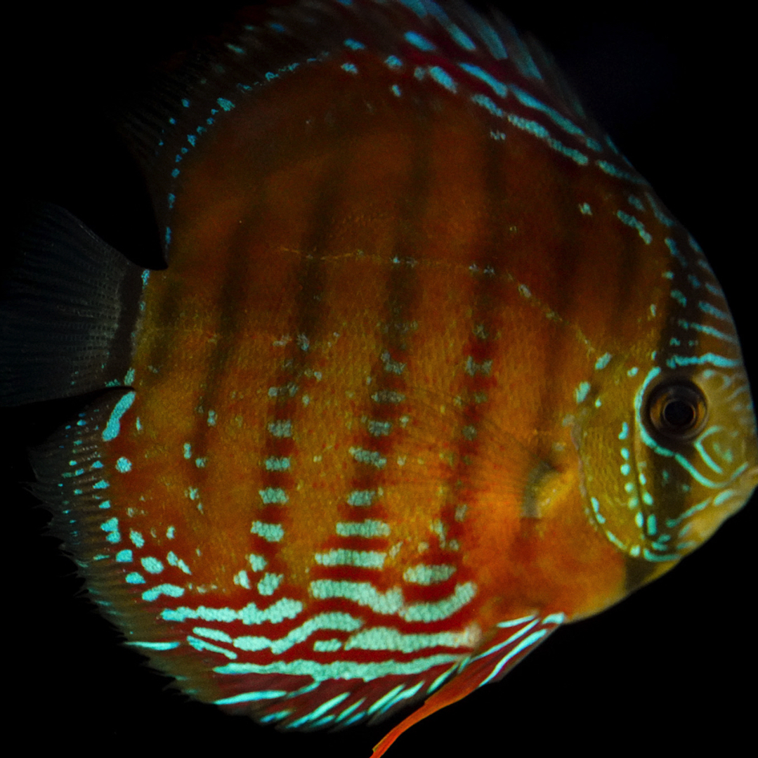 Barra Mansa Semi Royal 2