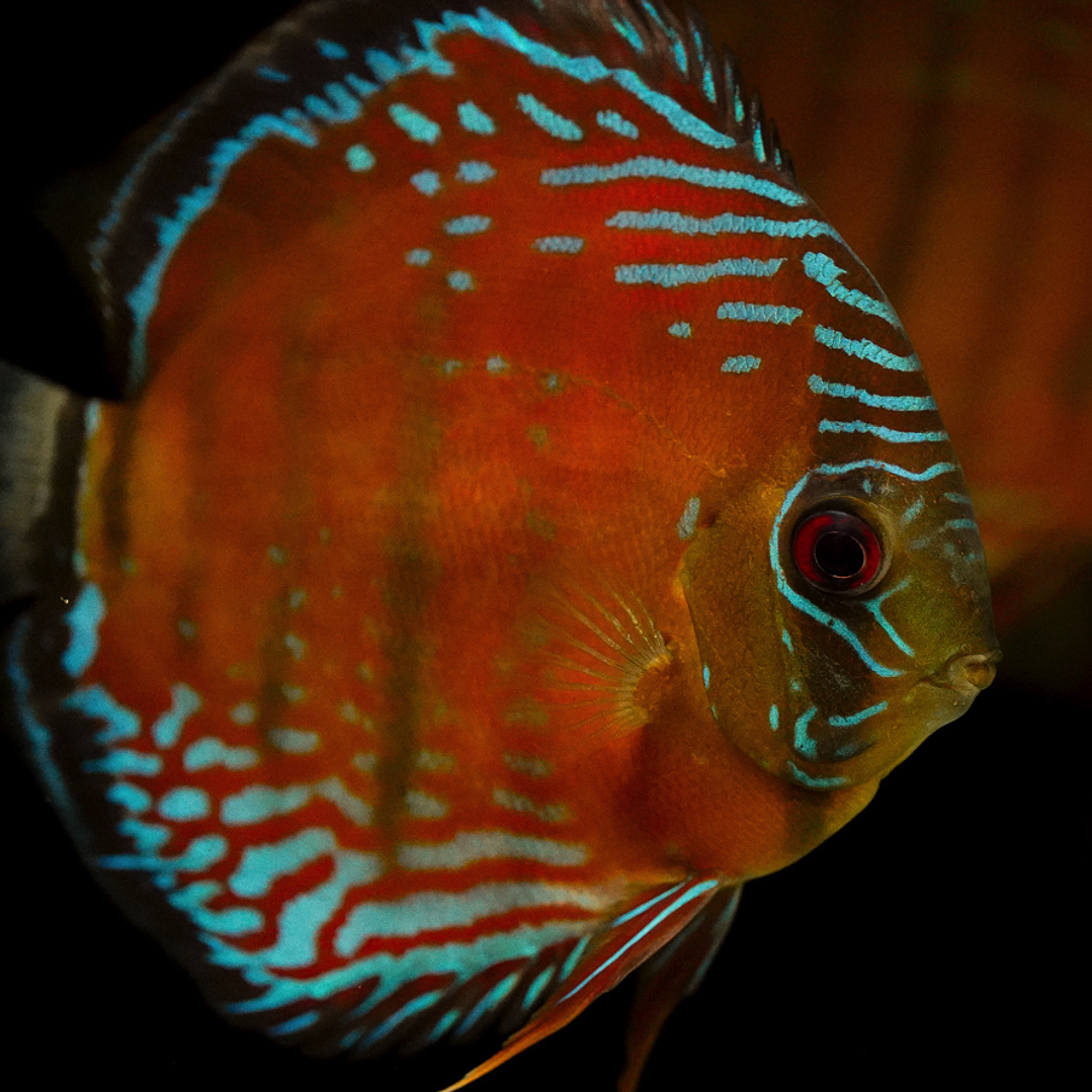 Cuipeua Semi Royal 2