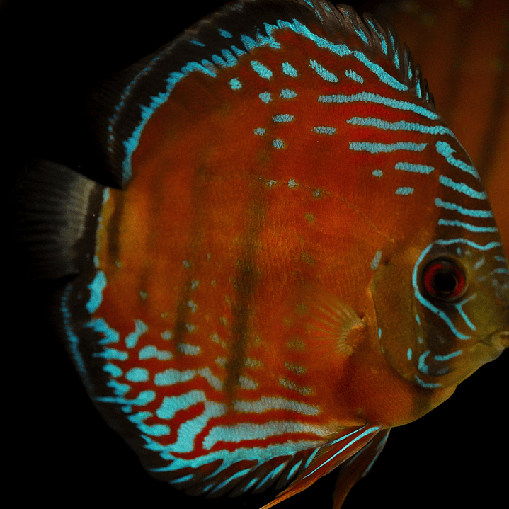 Cuipeua Semi Royal 7