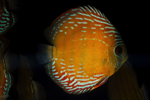 Semi Royal Barra Mansa