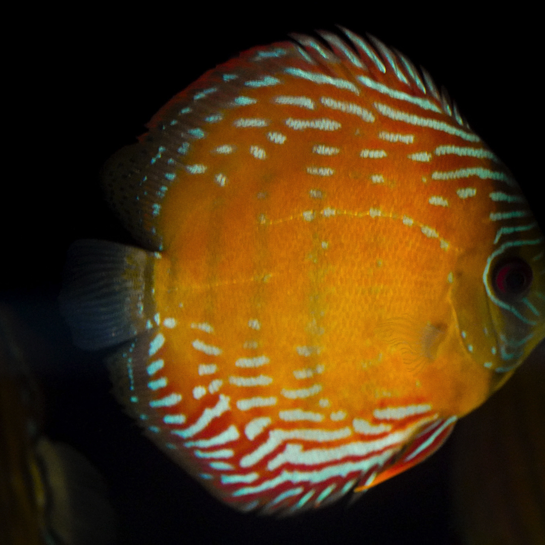 Semi Royal Barra Mansa 1