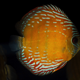 Semi Royal Barra Mansa