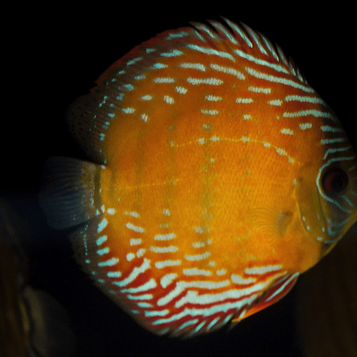 Semi Royal Barra Mansa 1