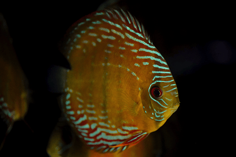 Semi Royal Barra Mansa