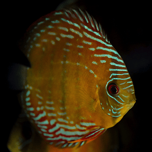 Semi Royal Barra Mansa