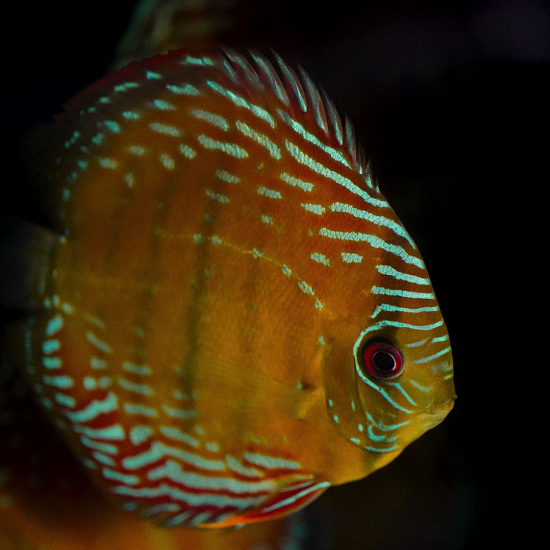 Semi Royal Barra Mansa 3