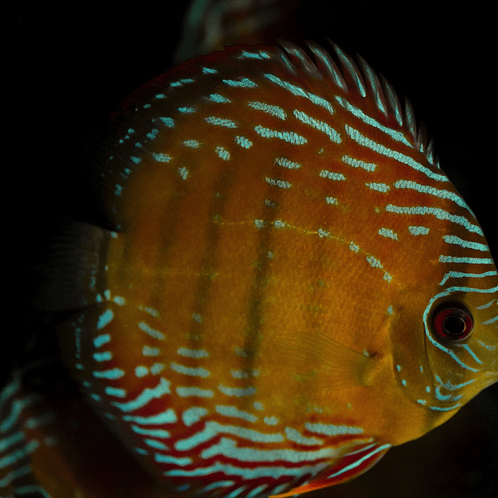 Semi Royal Barra Mansa 4