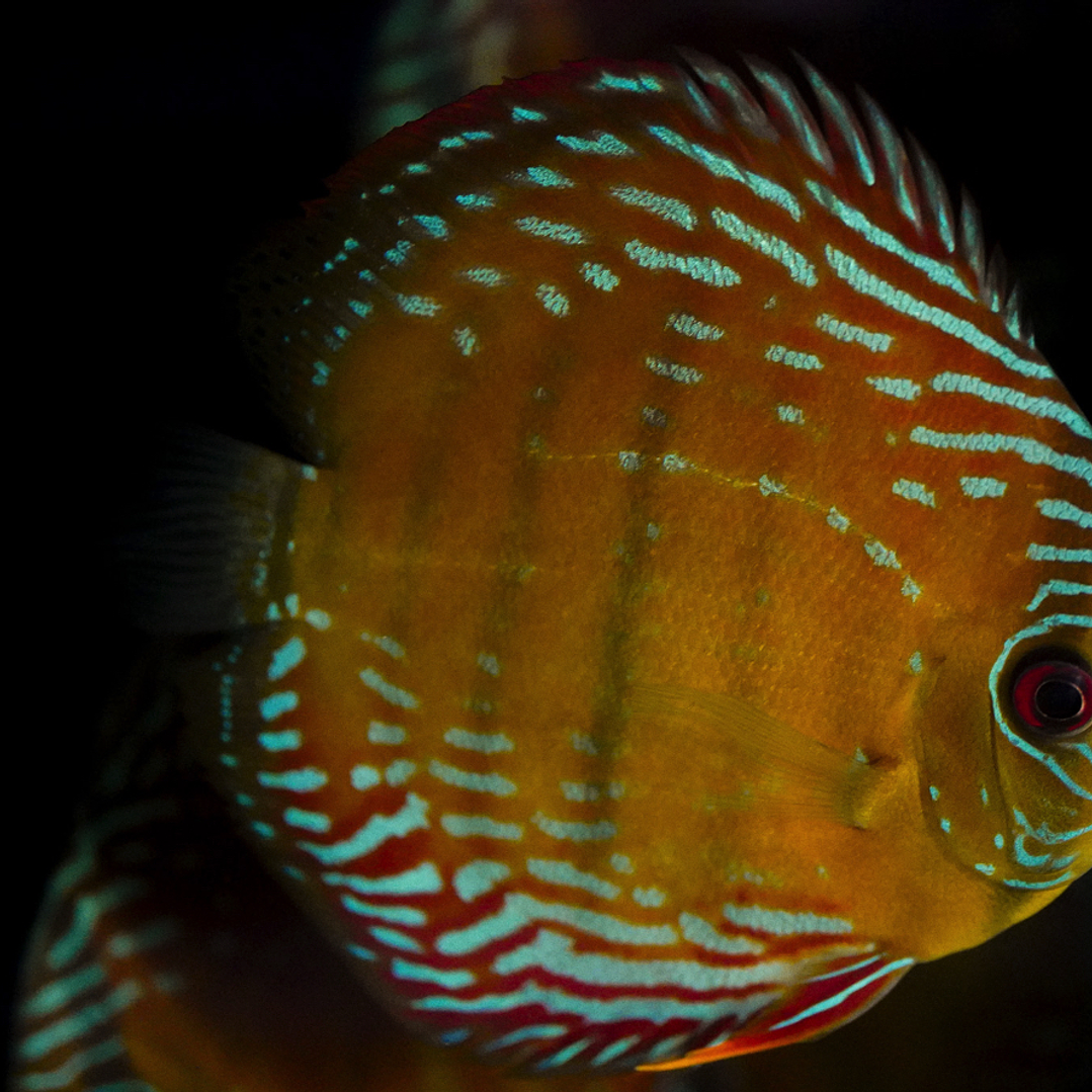 Semi Royal Barra Mansa 5