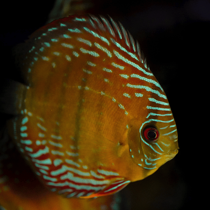 Semi Royal Barra Mansa 6