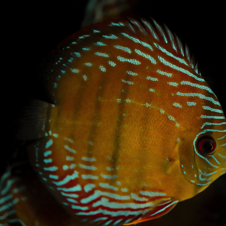 Semi Royal Barra Mansa 7