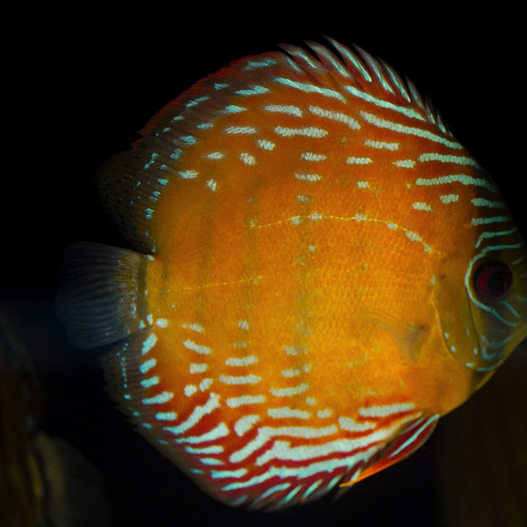 Semi Royal Barra Mansa 9