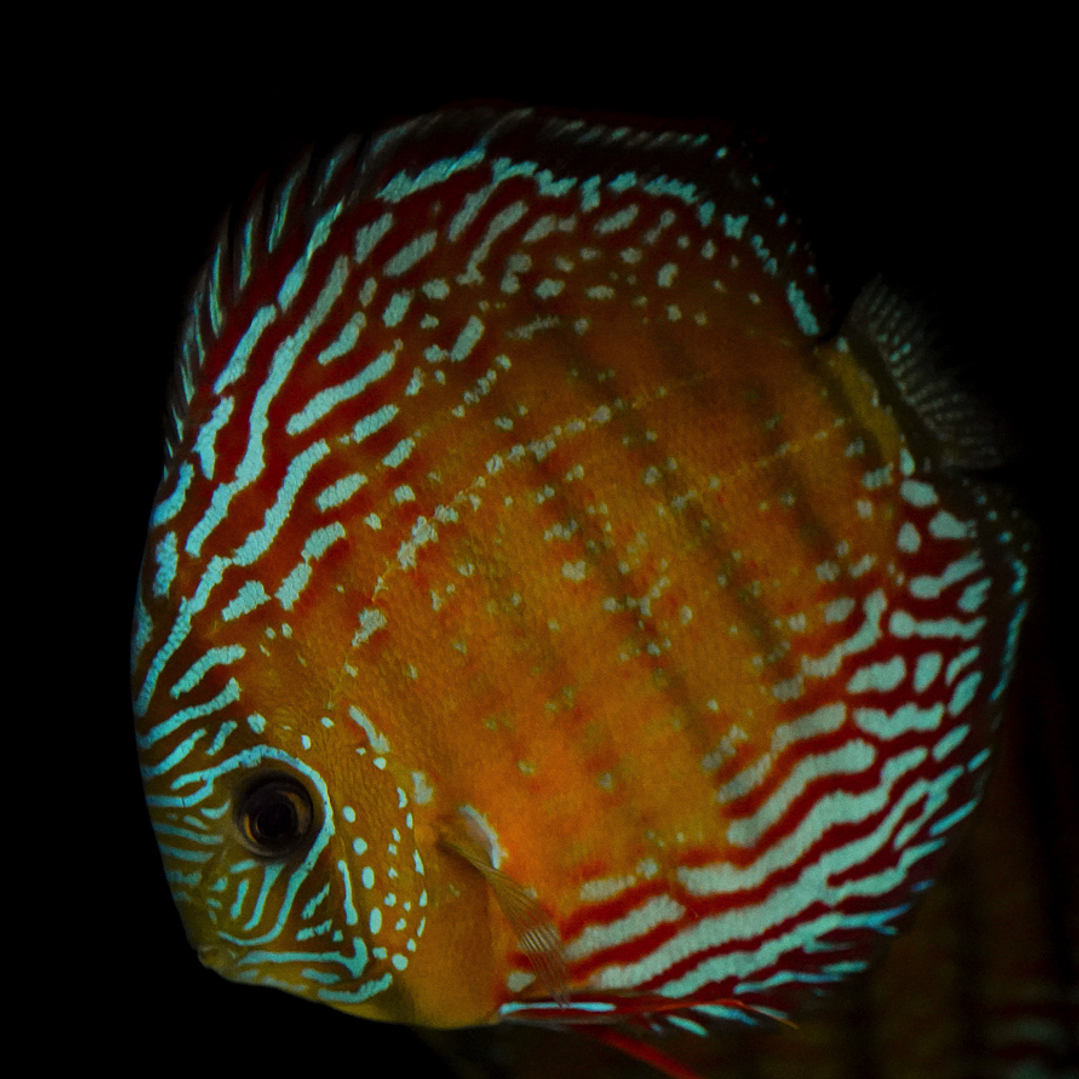 Barra Mansa  Royal 3