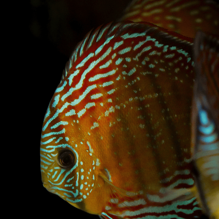 Barra Mansa  Royal 4