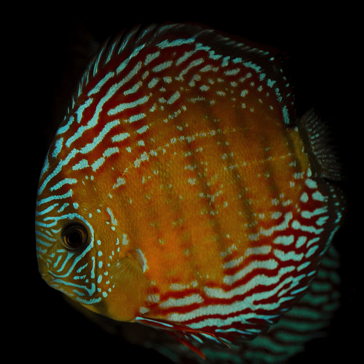 Barra Mansa  Royal 6