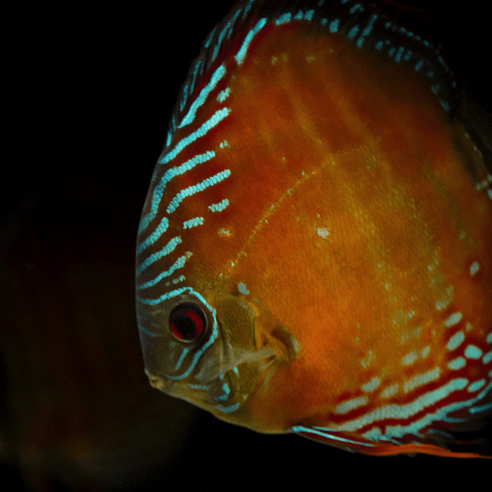 Cuipeua Red Solid  13