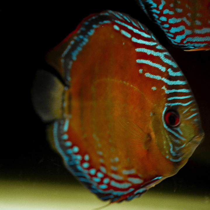 Cuipeua Red Solid  12