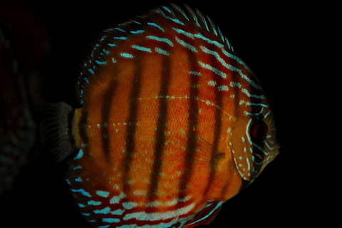 Barra Mansa Semi Royal