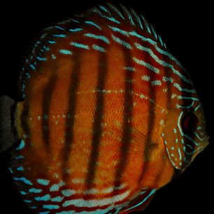 Barra Mansa Semi Royal