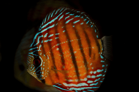 Barra Mansa Semi Royal