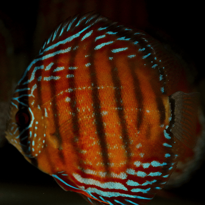 Barra Mansa Semi Royal 3