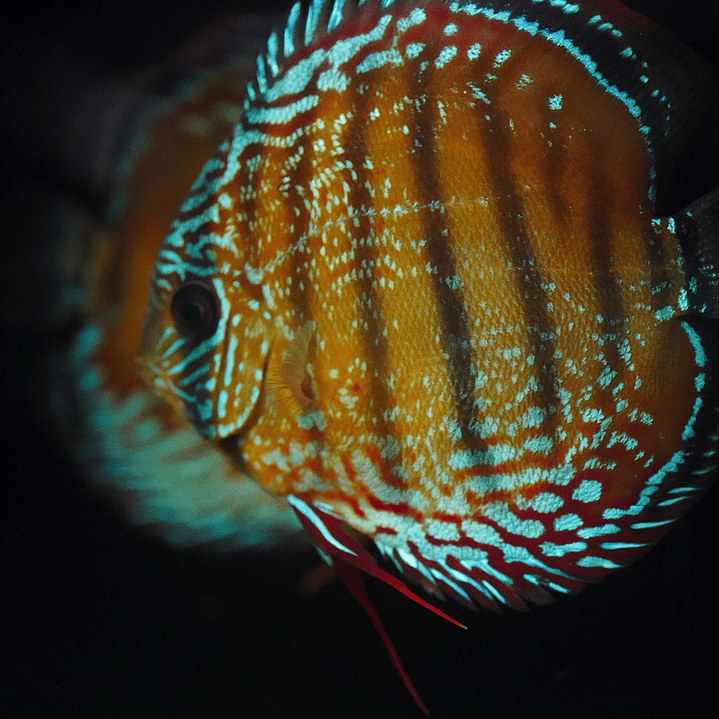 Cuipeua Semi Royal 2