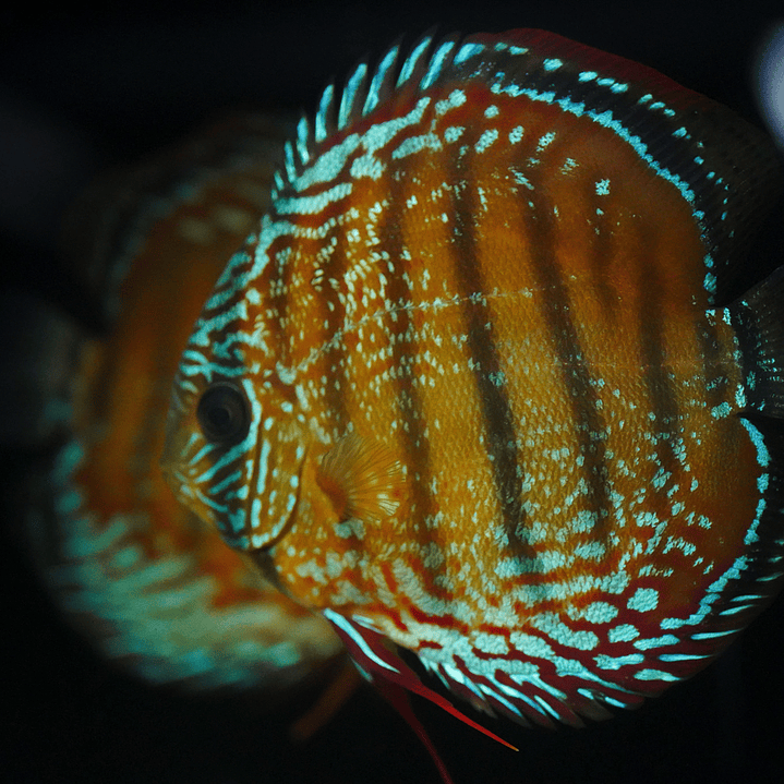 Cuipeua Semi Royal 1