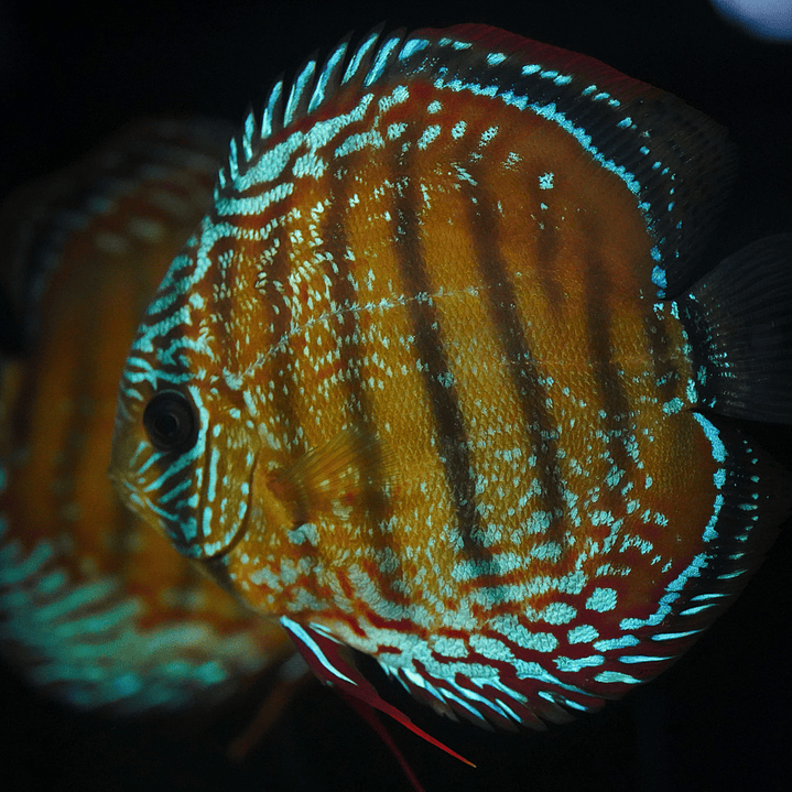 Cuipeua Semi Royal 3