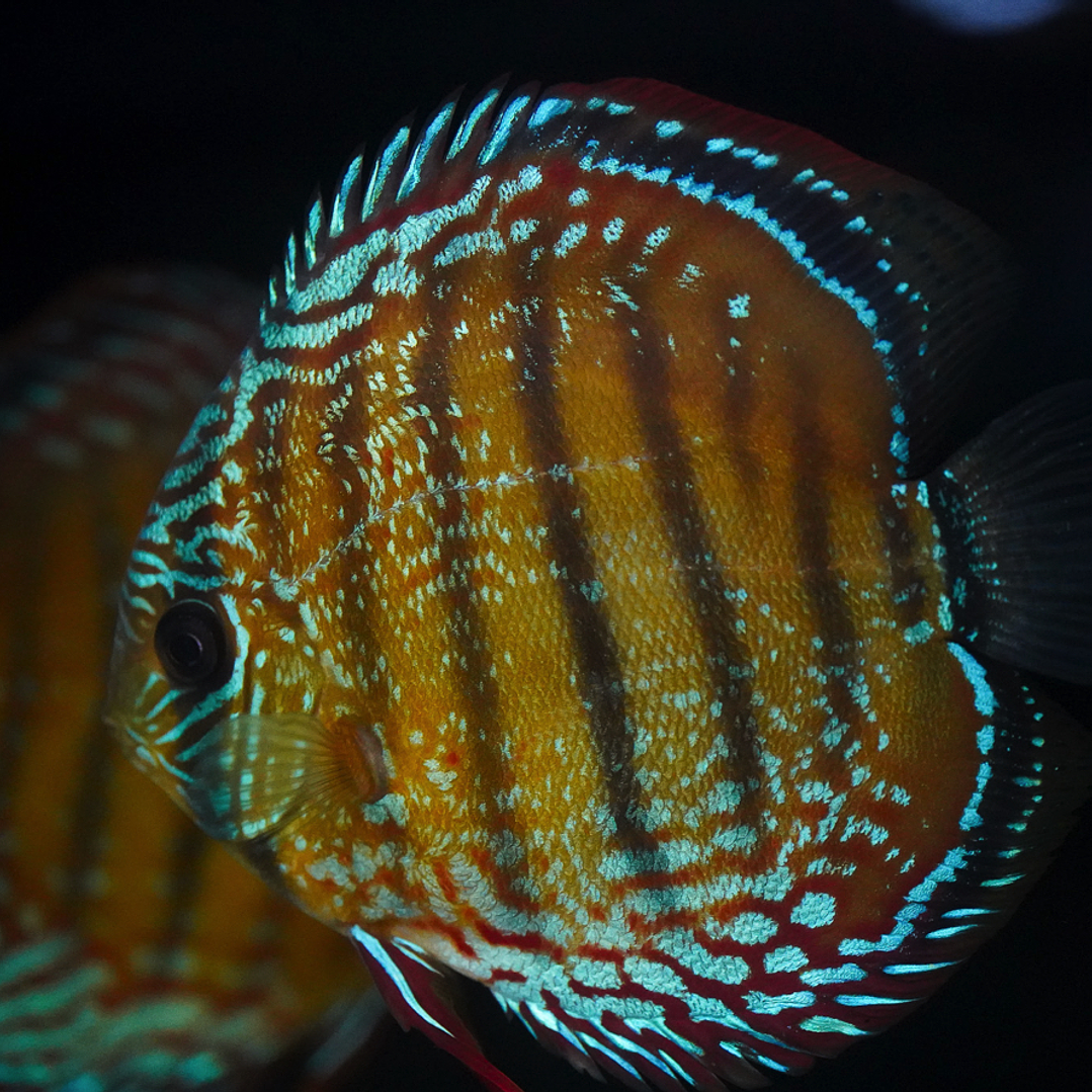 Cuipeua Semi Royal 4