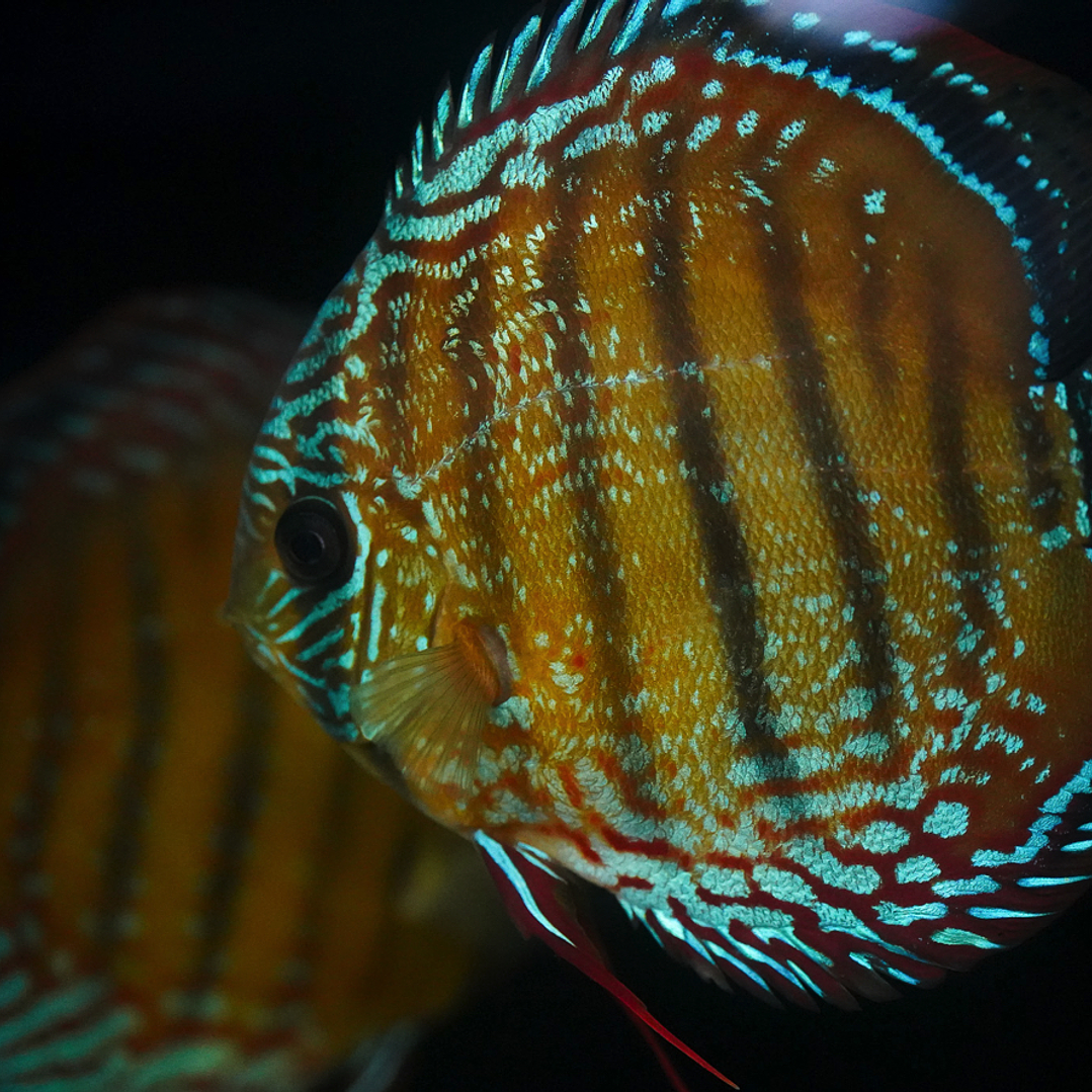 Cuipeua Semi Royal 5