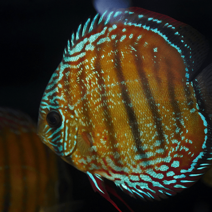 Cuipeua Semi Royal 6