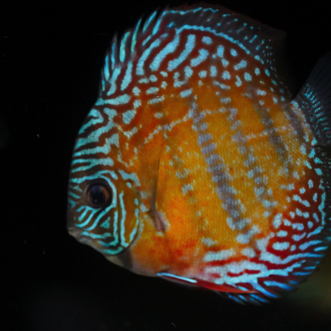 Cuipeua Semi Royal 3